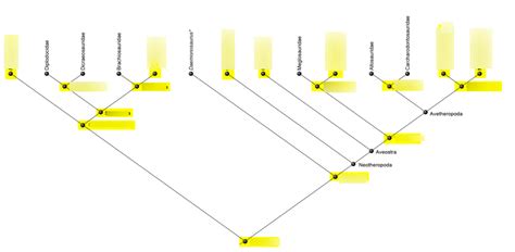 Cladogram - Saurischia Diagram | Quizlet