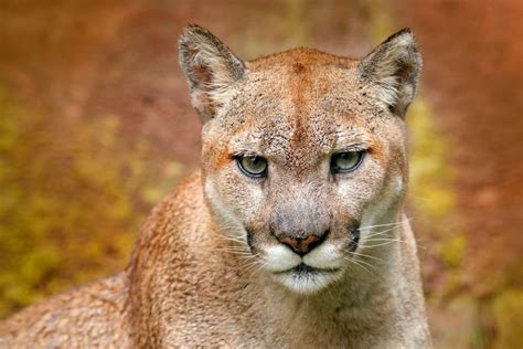 Estos son los animales silvestres más peligrosos que encontrarás en