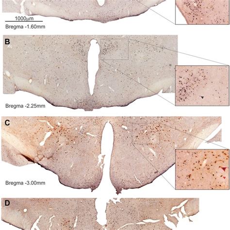 Number Of Immunolabelled Neurons Expressing A Fos B Oxa And C