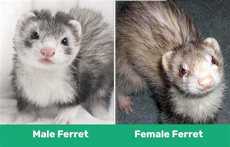 Male Vs Female Ferret What’s The Difference With Pictures Pangovet