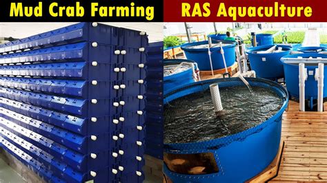 Recirculating Aquaculture System Ras Aquaculture Mud Crab Farming