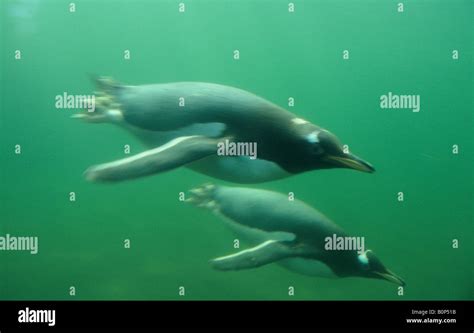 gentoo penguins pygoscelis papua underwater captive stock photo alamy