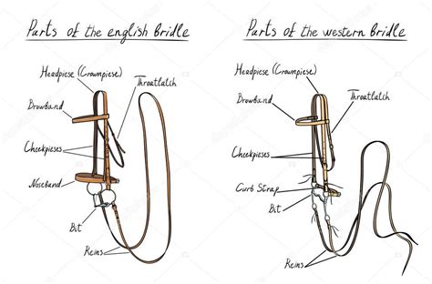 Parts Of A Horse Bridle