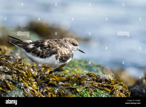 Ruddy Turnstone Wading Bird Arenaria Interpres Foraging In Between