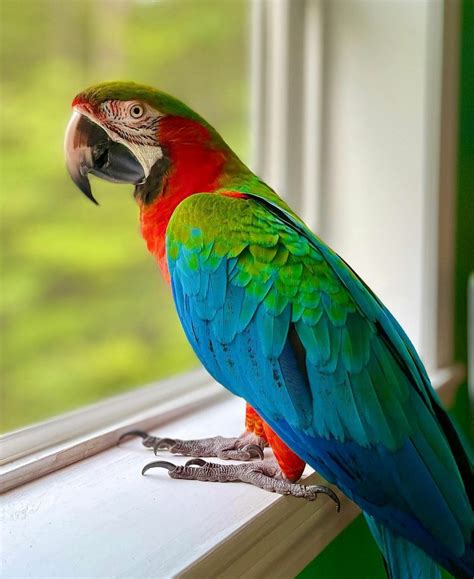 Harlequin Macaw Parrots - Worldwide Exotic Parrots Farm