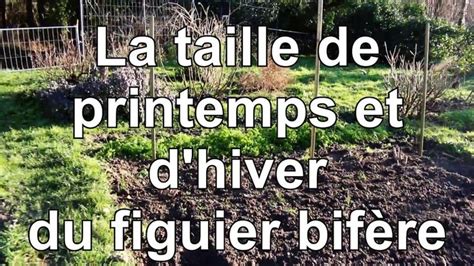 Figuier Comment tailler le figuier bifère l hiver et au printemps