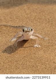 Gecko Desert Namibia Stock Photo 2273139911 | Shutterstock