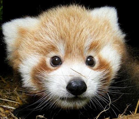 The Cutest Red Panda Photos Ever