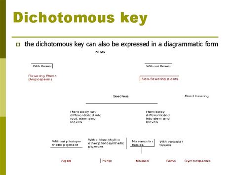 Dichotomous Keys SBI 3 U Dichotomous Key P