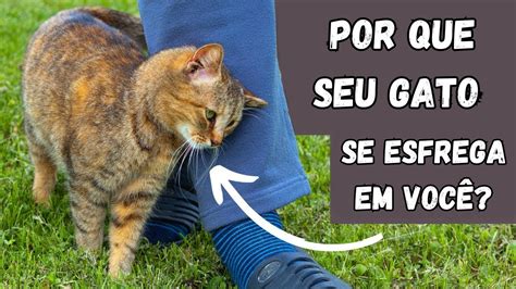 O que SIGNIFICA quando um GATO se ESFREGA em você Isso pode