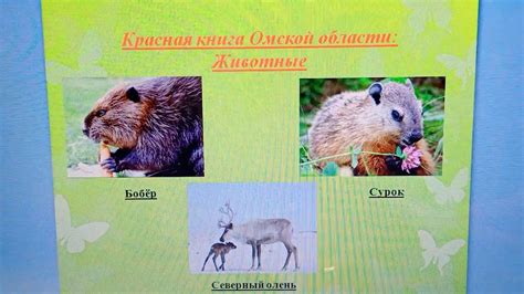 Животные Омской Области Фото И Описание – Telegraph