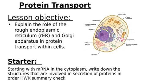 Protein transport AS Biology | Teaching Resources