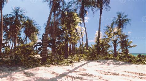 Miami South Beach park with palms 17456240 Stock Photo at Vecteezy