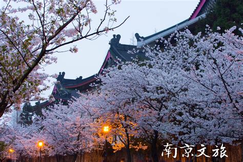 Visiting Cherry Blossom Sites | Nanjing Travel