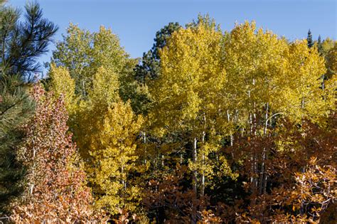 Brilliant Fall Colors Scenic Byway 12 In Utah Is One Of The Most Scenic