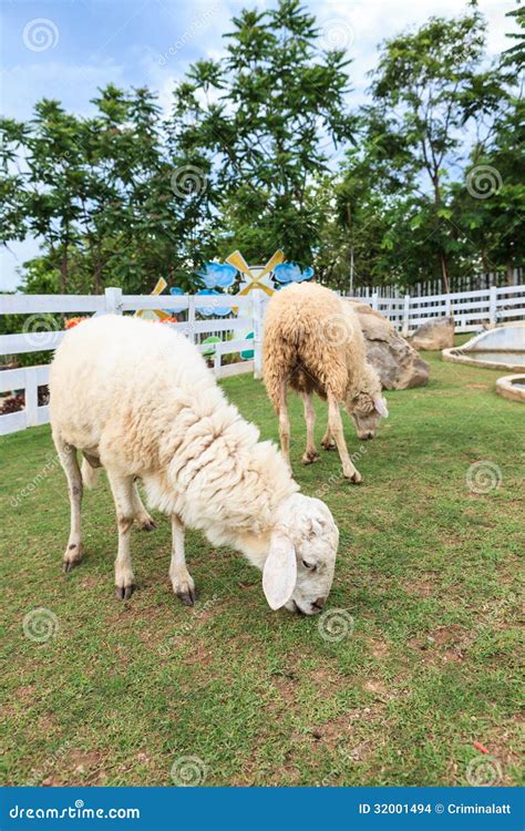 Carneiros Que Comem A Grama Foto De Stock Imagem De Branco Terra