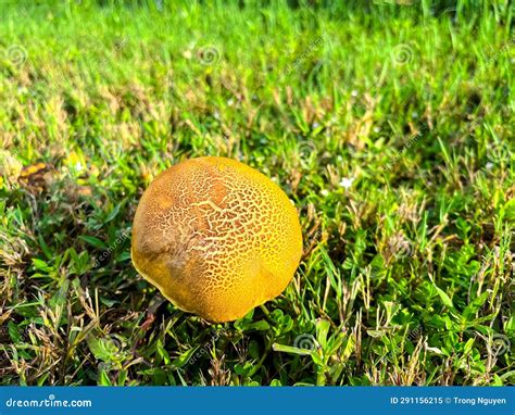 Top View Bolete Fungus Wrinkled Leccinum Or Leccinum Rugosiceps With Stem Yellowish Caps And