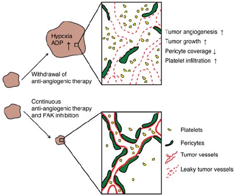 Proposed Model Of The Interactions Among Antiangiogenic Therapy