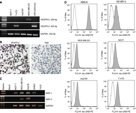 A Expression Of Vegfr And Vegfr Mrna In Human Breast Cancer Cells