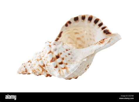 Sea Shell Isolated On A White Background Stock Photo Alamy