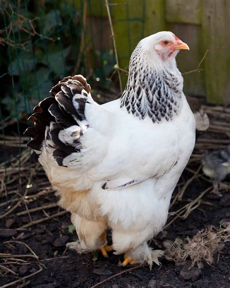 Brahma Chicken: Breed Profile, Pictures & Care Guide