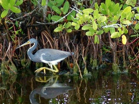 Merritt Island National Wildlife Refuge Bird Watching In Florida Wanderwisdom