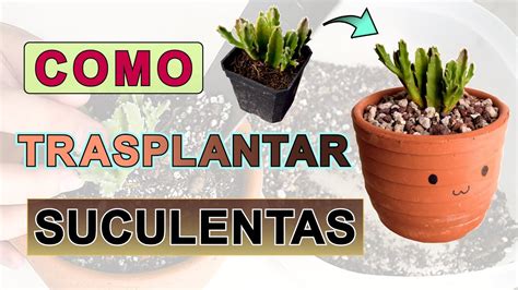 Cómo trasplantar suculentas adecuadamente paso a paso Cactus en su mundo