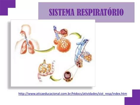 PPT SISTEMA RESPIRATÓRIO PowerPoint Presentation free download ID