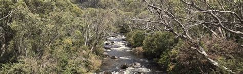 Thredbo Valley Track Thredbo To Old Ranger Station 64 Fotos New