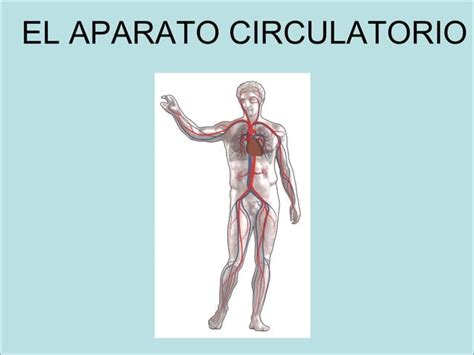 APARATO CIRCULATORIO PPT Descarga Gratuita