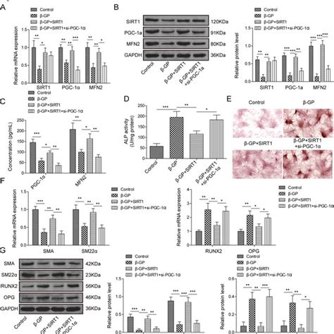 Sirt Promotes Mfn Expression To Mediate Vsmcs Calcification Via