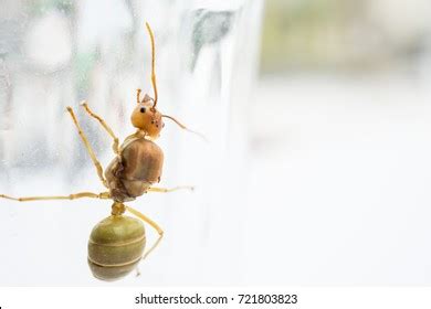 154 Ant Queen Mating Images, Stock Photos & Vectors | Shutterstock