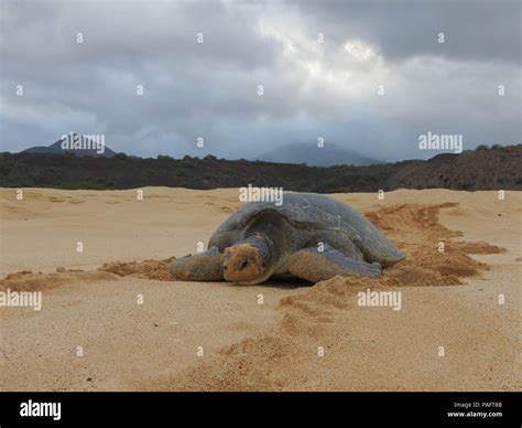 Green Sea Turtles Come To Lay Their Eggs On The Beaches Of Ascension