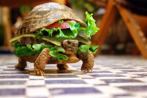 Turtle burger : r/pics