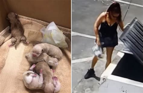 Calif Woman Caught Dumping Bag Of Puppies In Trash Gets 1 Year