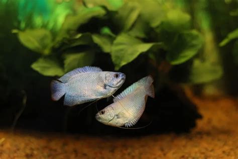 Gourami Breeding Guide (Everything You Need to Know) - Avid Aquarist