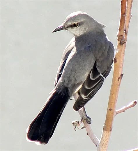 Texas State Bird Mockingbird