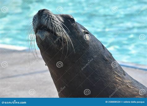 Sea Lion Marine Mammal Stock Photo Image Of Marine