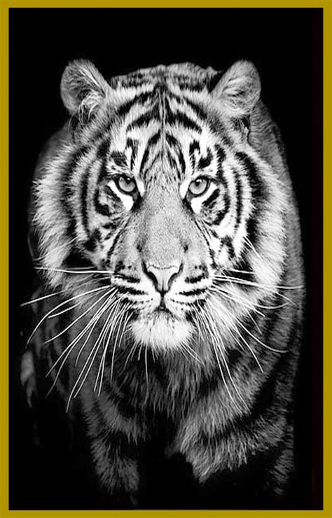 Jual Poster Harimau Ukuran Jumbo Terbaru Jul Lazada Co Id