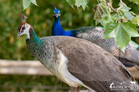 Paon Bleu Indian Peafowl Pavo Cristatus Aimeric Duarte Flickr