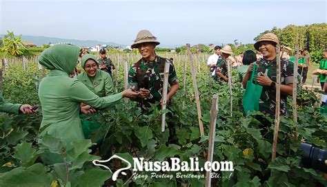 Nusabali Kolaborasi Pemkab Buleleng Dan Tni Wujudkan Ketahanan Pangan