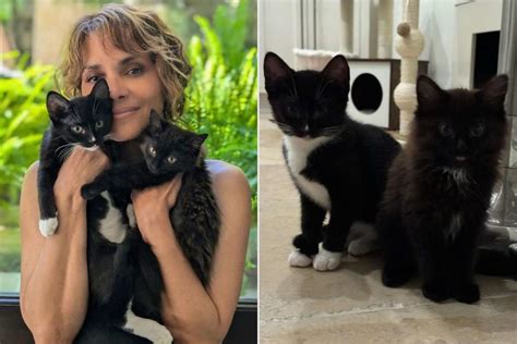 Halle Berry Is A Catwoman Again Meet The Oscar Winners Two New Rescue