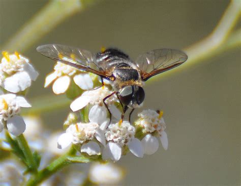 Native Plants at CSU Dominguez Hills: Bee Flies – the family Bombyliidae