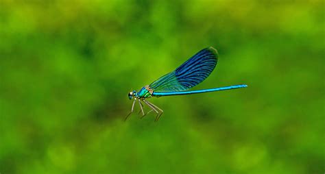 insect migration    important animal movement  earth earthcom