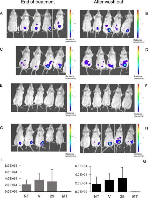 Proof Of Concept In Vivo Activity In A Vl Acute Model Balb C Mice Were Download Scientific