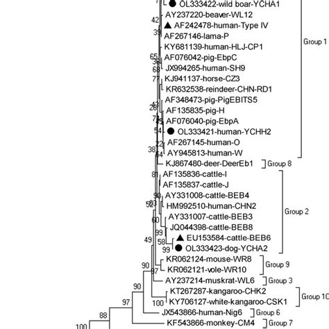 Phylogenetic Relationships Of The E Bieneusi Genotypes Of E Bieneusi