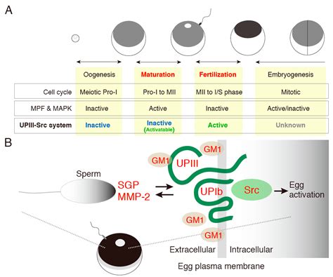 Ijms Free Full Text Transmembrane Signal Transduction In Oocyte