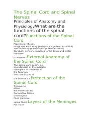 The Spinal Cord And Spinal Nerves Docx The Spinal Cord And Spinal