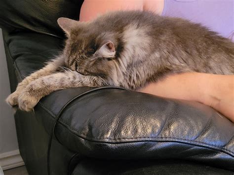manx syndrome in cats 1