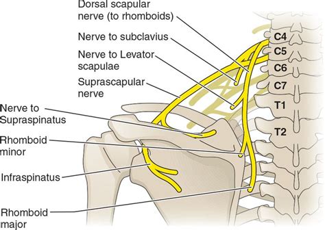 15 best Femoral Nerve Block images on Pinterest | Femoral nerve ...